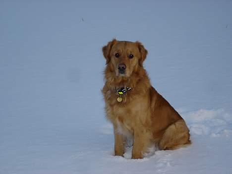 Golden retriever Tjalfe - aayy.. hva  nu?? billede 1