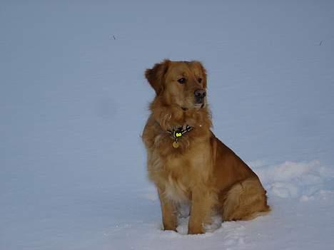 Golden retriever Tjalfe - Hov der var noget:D billede 2