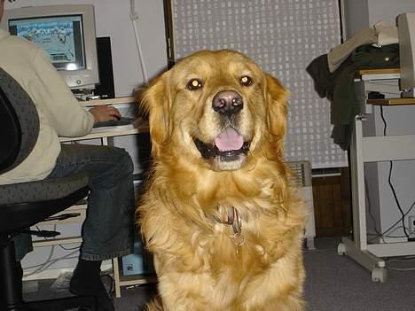 Golden retriever Tjalfe - Er jeg ikke bare flot:P billede 3