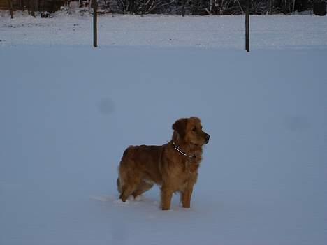 Golden retriever Tjalfe - jeg ved at der er et eller andet:P billede 4