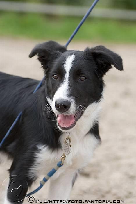 Border collie Bobo billede 17