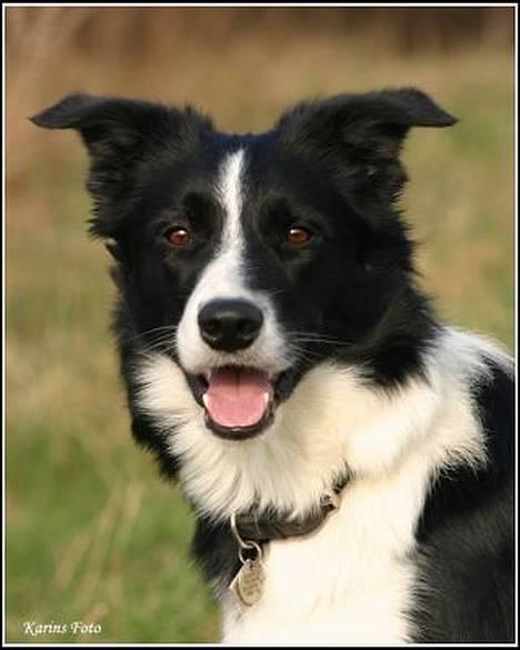 Border collie Bobo billede 18