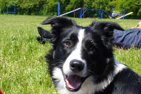 Border collie Bobo billede 20