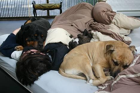 Rottweiler TYSON - Hele familien  tager sig en lur !!! billede 10