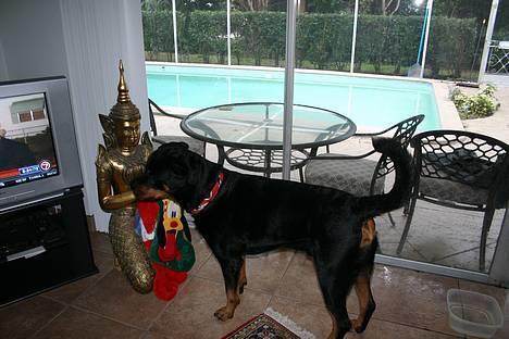 Rottweiler TYSON - Jul i vores hus i Florida. Jeg får "julesok" hver morgen billede 11
