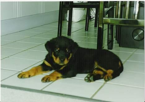 Rottweiler TYSON - Tyson ca. 10 uger billede 12