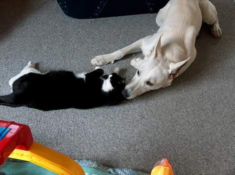 Hvid Schweizisk Hyrdehund paw - så leger jeg lidt med katten billede 5