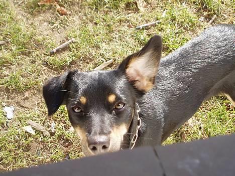 Blanding af racer Mokka - Lækker lækker lækker billede 1