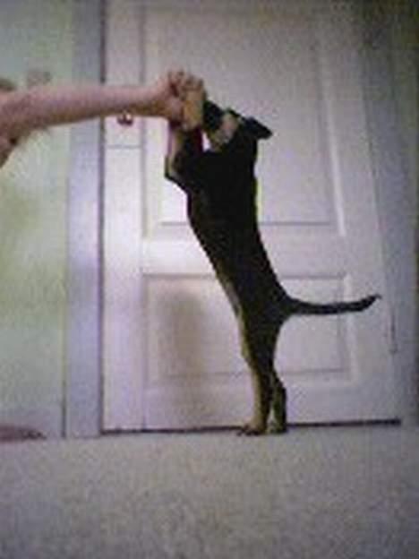 Blanding af racer Mokka - Så sej hun er.. billede 2