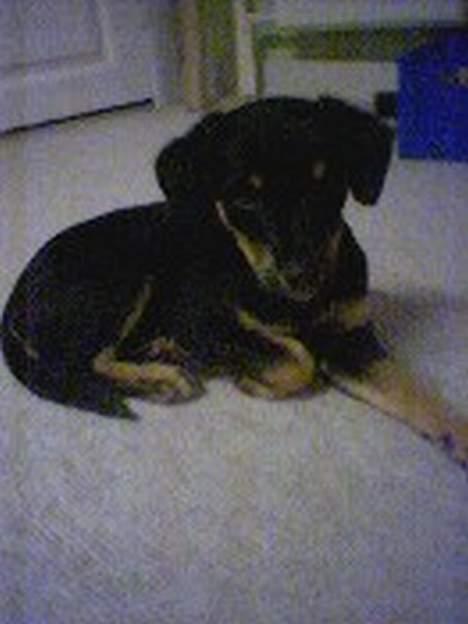 Blanding af racer Mokka - Hvalp billede 3