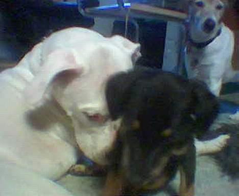 Blanding af racer Mokka - Mokka, og Whopey (Død) billede 4