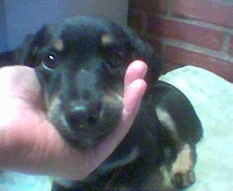 Blanding af racer Mokka - Luksus... Hvis jeg ikke selv gider, så holder hun mit hoved! billede 5