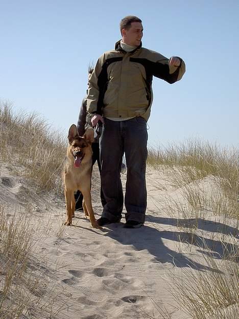 Blanding af racer Simba billede 11