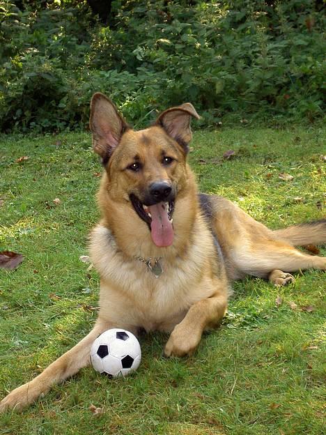 Blanding af racer Simba - py ha der er varmt billede 12