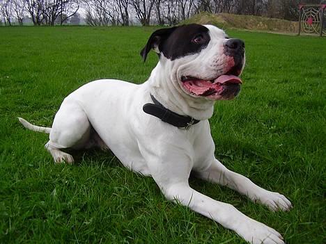 Amerikansk bulldog Matti Vega - Jeg ligger såååå pænt når vi bidetræner! billede 1