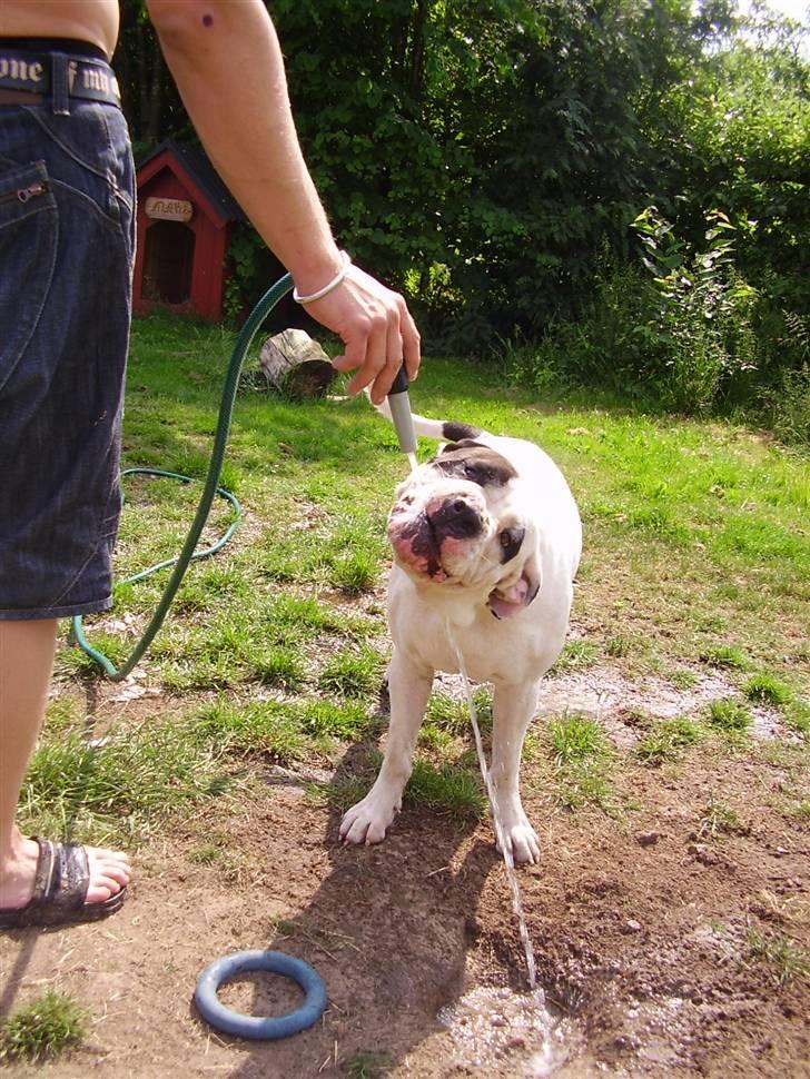 Amerikansk bulldog Matti Vega - Blev lige lidt tørstig...... billede 3