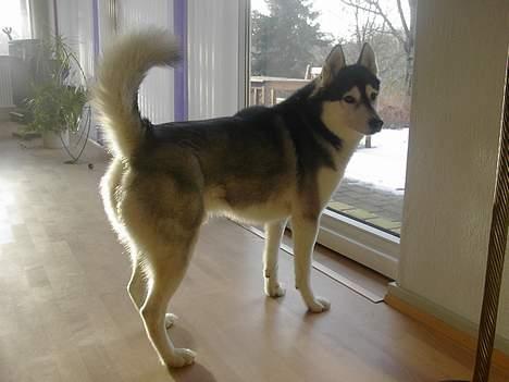 Siberian husky *Alto* - Alto hjemme i stuen . billede 2