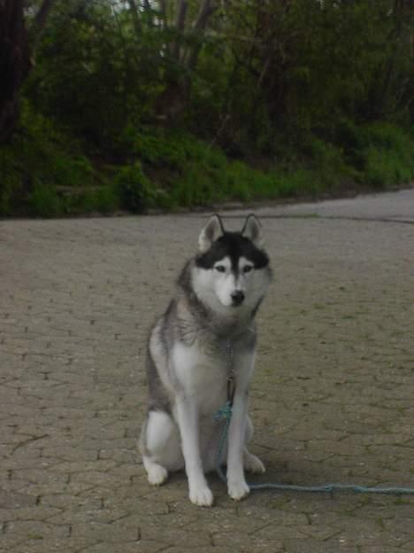 Siberian husky *Alto* - Alto ! billede 7