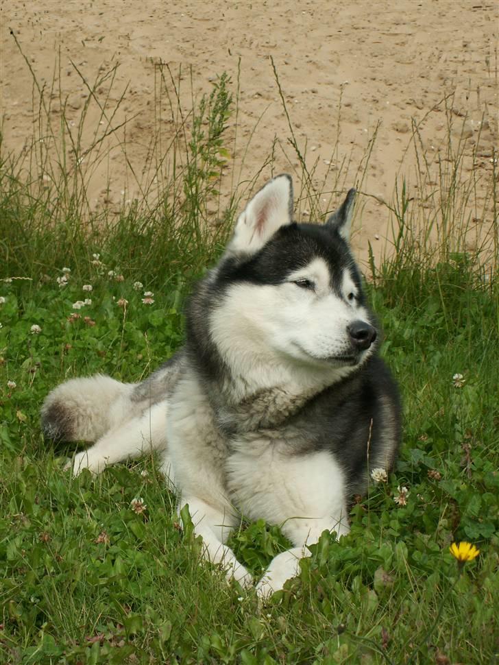 Siberian husky *Alto* - *NYT* Alto udenfor igen ! billede 8