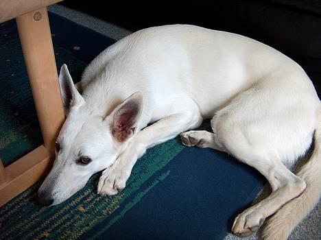 Hvid Schweizisk Hyrdehund paw - lidt træt er man hvad alitd... billede 6