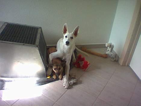 Hvid Schweizisk Hyrdehund paw billede 7