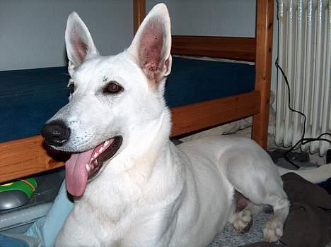 Hvid Schweizisk Hyrdehund paw billede 8