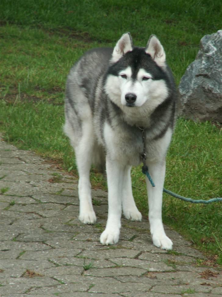 Siberian husky *Alto* - *NYT* Alto ! billede 10