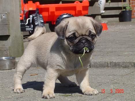 Mops Neala - Første dag i mit nye hjem... er jeg ikke yndig med en blomst i munden billede 1