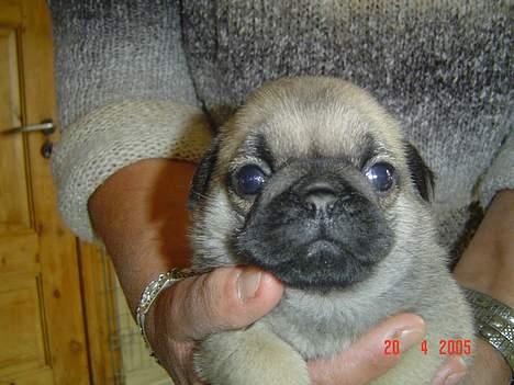 Mops Neala - Her er jeg 4½ uge... jeg blev valgt af min nye famlie billede 3