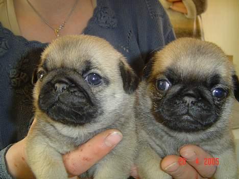 Mops Neala - her er jeg med min søster billede 4