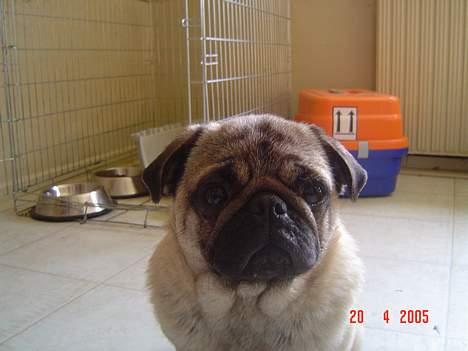 Mops Neala - Her er min mor billede 5