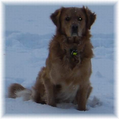 Golden retriever Tjalfe - Heeeej;D billede 5