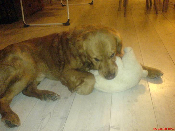 Golden retriever Tjalfe - Nøøj en ny bamse, næsten magen til den gamle! det er bare ynglings hygge dyr billede 6