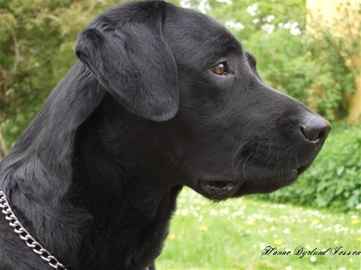 Labrador retriever Beryl´s Christian billede 18