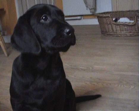 Labrador retriever Beryl´s Christian - Holger den dag vi fik ham ! billede 19