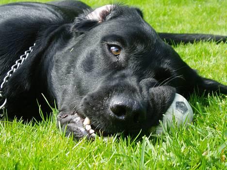 Labrador retriever Beryl´s Christian billede 20