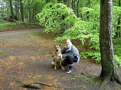 Blanding af racer Simba - se mor vil gerne sidde ved siden af mig selv om jeg er plask våd!!!!vuf billede 13