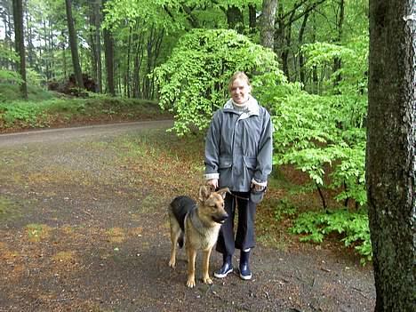 Blanding af racer Simba - våd hund er skønt billede 14