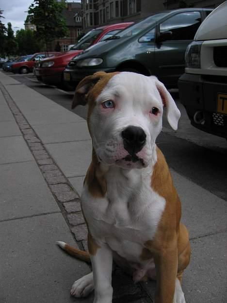 Amerikansk bulldog Bailey - Her er jeg 11 uger gammel billede 1