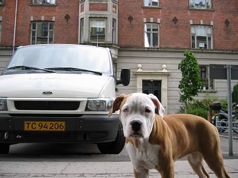 Amerikansk bulldog Bailey billede 2