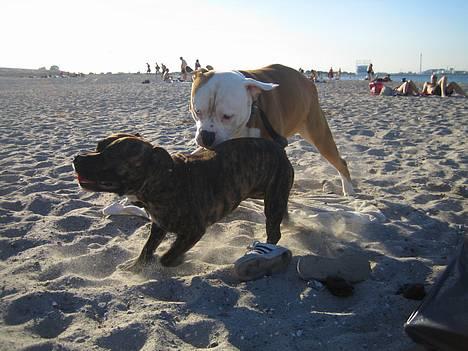 Amerikansk bulldog Bailey - Her får min bedste ven Oscar tæv, fordi han altid er så smart.. billede 3