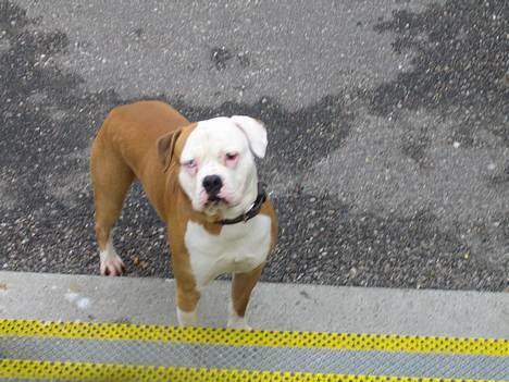 Amerikansk bulldog Bailey - Skal jeg gå helt derop..  billede 4