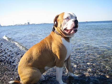 Amerikansk bulldog Bailey - Amager strand 2006 billede 5