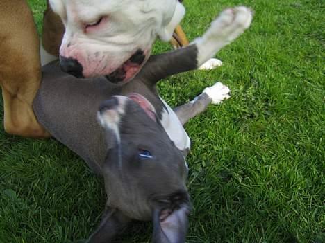 Amerikansk bulldog Bailey - Her leger jeg med min dejlige kæreste Fiona, hun er en Amerikansk staffordshire terrier billede 6