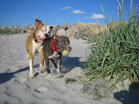 Amerikansk bulldog Bailey - Ishøj Strand med min kæreste Fiona 2006 billede 7