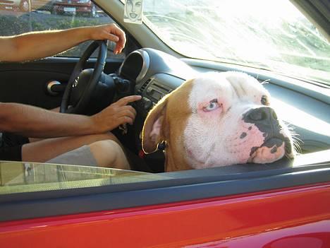 Amerikansk bulldog Bailey - Sommer 2006 billede 8