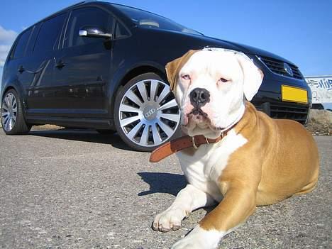 Amerikansk bulldog Bailey - Så nu er jeg igen model hund billede 9