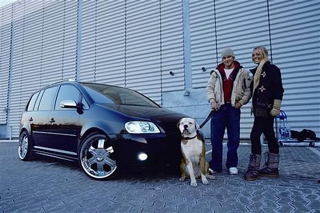 Amerikansk bulldog Bailey billede 10