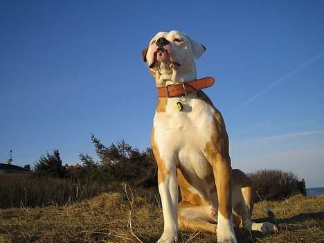 Amerikansk bulldog Bailey - Er jeg ikke en flot fyr billede 11