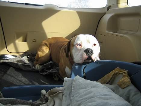 Amerikansk bulldog Bailey - Elsker at køre bil med farmand, her havde han lige købt ny varevogn for min skyld billede 12